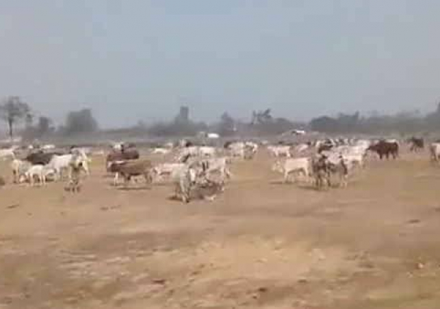 Farmers in Uttar Pradesh released stray cattle near Adityanath's rally site.