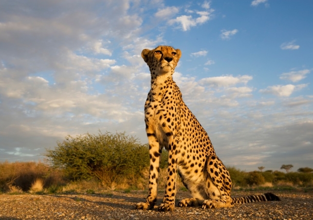 African-cheetah-Acinonyx-jubatus-jubatusPaul-SoldersGettyImages-534978682-3632d60