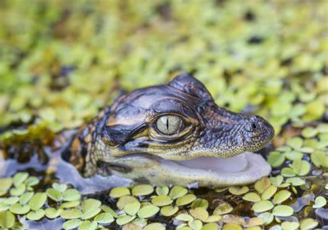 Baby mugger crocodile