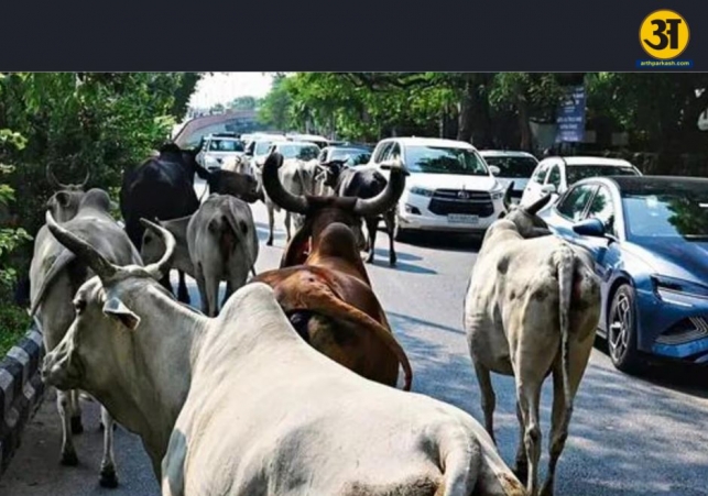 NHAI plans shelters for stray cattle to curb highway accidents