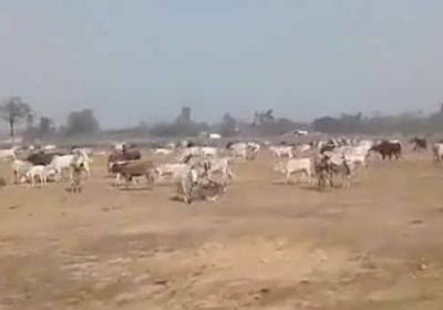 Farmers in Uttar Pradesh released stray cattle near Adityanath's rally site.