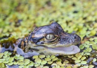 Baby mugger crocodile