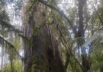 Century old tree in Tasmania