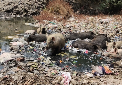 The open sewers in Madanpur Khadar now act as playground for pigs