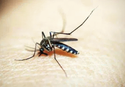 dengue-2_V_jpg--442x260-4g